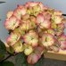 Hortenzia pílovitá (Hydrangea serrata) ´PRECIOZA´ - výška 30-50 cm, kont. C3L (-29°C)